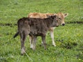 Baby Cows in Kalajun Grassland