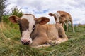 Baby cows on a mountain pasture looking at the camera