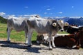 Baby cows of Tiroler grauvieh breed in Austria