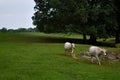 baby cows walking in a field