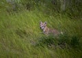 Baby Coyote Cub