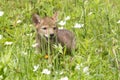 Baby coyote playing in a field Royalty Free Stock Photo
