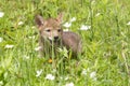 Baby coyote playing in a field