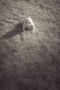 Baby crawling on grass Royalty Free Stock Photo