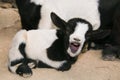 Baby crazy goat with open mouth Royalty Free Stock Photo