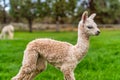 A Baby Crea Alpaca in Oregon Royalty Free Stock Photo