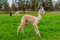 A Baby Crea Alpaca in Oregon Royalty Free Stock Photo