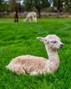 A Baby Crea Alpaca in Oregon Royalty Free Stock Photo