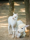 Baby Cria alpaca with its mother standing beside Royalty Free Stock Photo