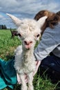 Baby Cria Royalty Free Stock Photo