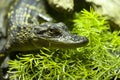 Baby Crocodile Royalty Free Stock Photo