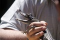 Baby Crocodile Royalty Free Stock Photo