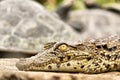 Baby crocodile - closeup Royalty Free Stock Photo