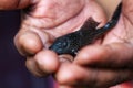 baby crocodile fish pleco catfish in hand in nice blur background Hypostomus plecostomus fish