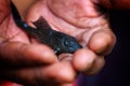 baby crocodile fish pleco catfish in hand in nice blur background Hypostomus plecostomus fish