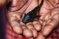 baby crocodile fish pleco catfish in hand in nice blur background Hypostomus plecostomus fish