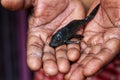 baby crocodile fish pleco catfish in hand in nice blur background Hypostomus plecostomus fish