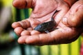 baby crocodile fish pleco catfish in hand in nice blur background Hypostomus plecostomus fish