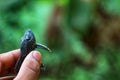 baby crocodile fish pleco catfish in hand in nice blur background Hypostomus plecostomus fish in nice blurred backgound wallpaper