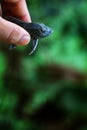 baby crocodile fish pleco catfish in hand in nice blur background Hypostomus plecostomus fish in nice blurred backgound wallpaper