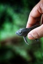 baby crocodile fish pleco catfish in hand in nice blur background Hypostomus plecostomus fish in nice blurred backgound wallpaper