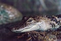 Baby Crocodile lizard known as Crocodylinae