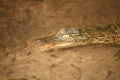 Baby Crocodile in the Okavango River