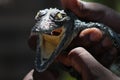 Baby Crocodile with open mouth