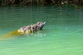 Baby crocodile Panama Canal