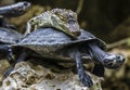 Baby-crocodile riding a tortoise