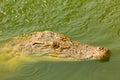 Baby crocodile swimming above water in the wild Royalty Free Stock Photo