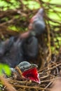 Baby crow is lying in the nest and hatching waiting for their mother for food. new born crow / corvus on crow nest top of the tree Royalty Free Stock Photo