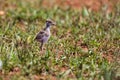 Baby crowned lapwing chick walking in short green grass looking for mom Royalty Free Stock Photo