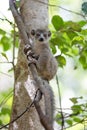 Baby of crowned lemur Ankarana National Park Royalty Free Stock Photo