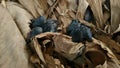 3 baby crows sleeping