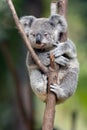 Baby Cube Koala - Joey Royalty Free Stock Photo