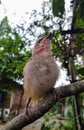 A baby cucak bird that has just been rescued from its cage because it has been separated from its mother