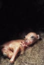 Baby Cuscus Royalty Free Stock Photo