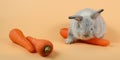 Baby cute brown easter bunny rabbit eatting carrots on orange background