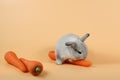 Baby cute brown easter bunny rabbit eatting carrots on orange background