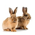 Baby cute rabbits has a pointed ears brown fur, animals, wildlife
