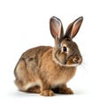 Baby cute rabbits has a pointed ears brown fur, animals, wildlife