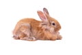 Baby cute rabbits has a pointed ears, on white isolated background