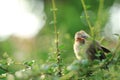 Baby Sparrow on the tree Royalty Free Stock Photo