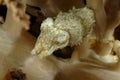 Baby Cuttlefish, Perhentian Island, Terengganu Royalty Free Stock Photo