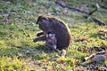 Baby cynomolgus monkey with mother Royalty Free Stock Photo