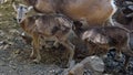 Baby Cyprus mouflon close up Royalty Free Stock Photo