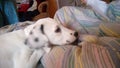 Baby dalmata Royalty Free Stock Photo