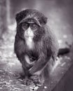 Baby De Brazza's Monkey II Royalty Free Stock Photo