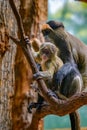 Baby De Brazza's Monkey with its mother sitting on a tree